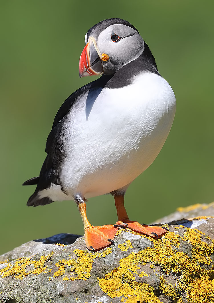 puffin